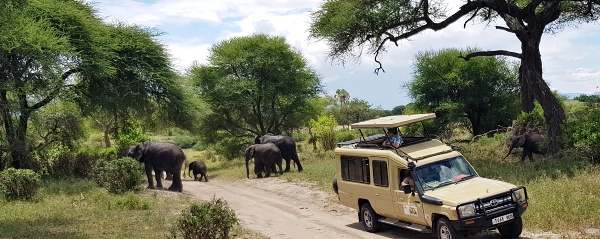 Slony na safari v Tarangire