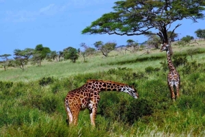 irafy v Serengeti