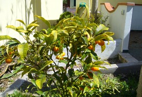 mandarinky dozrievaj� 3x ro�ne