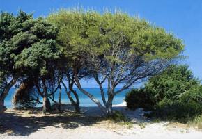  Salento subtropick� veget�cia