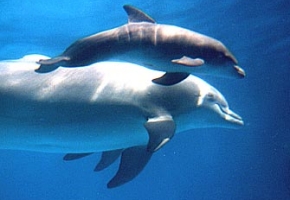  Rimini, delfin�rium